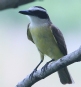 [Great Kiskadee]