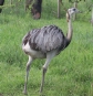 [Greater Rhea]