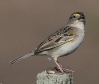 [Grassland Sparrow]