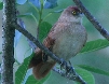 [Greater Thornbird]