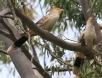 [Guira Cuckoo]