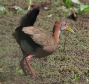 [Giant Wood-Rail]