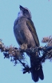[Green-winged Saltator]