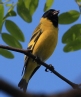 [Hooded Siskin]