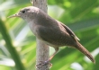 [House Wren]