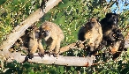 [Brown Howler Monkey]