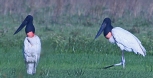 [Jabiru]