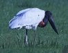 [Jabiru]