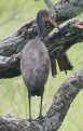 [Limpkin]