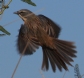 [Long-tailed Reed-Finch]