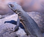 [Lizard]