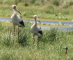 [Maguari Stork]