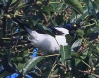 [Magpie Tanager]