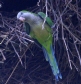 [Monk Parakeet]