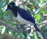 [Plush-crested Jay]