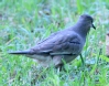 [Picui Ground-Dove]