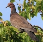 [Picazuro Pigeon]