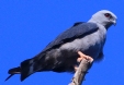 [Plumbeous Kite]