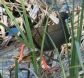 [Plumbeous Rail]