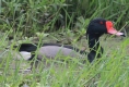[Rosy-billed Pochard]