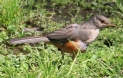 [Rufous-bellied Thrush]