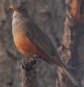 [Rufous-bellied Thrush]