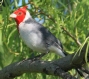[Red-crested Cardinal]