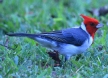 [Red-crested Cardinal]