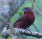 [Red-crested Finch]