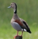 [Ringed Teal]