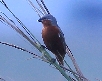 [Rufous-rumped Seedeater]