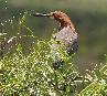 [Rufescent Tiger Heron]