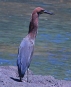 [Rufescent Tiger Heron]