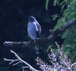 [Rufous-thighed Kite]