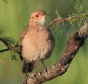 [Rufous Hornero]