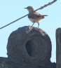 [Rufous Hornero]