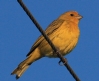 [Saffron Finch]