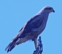 [Savanna Hawk]