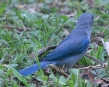 [Sayaca Tanager]