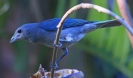 [Sayaca Tanager]