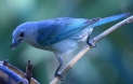 [Sayaca Tanager]