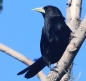[Solitary Black Cacique]