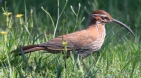 [Scimitar-billed Woodcreeper]