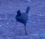 [Slaty-breasted Wood-Rail]