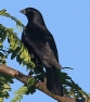 [Screaming Cowbird]