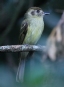 [Sepia-capped Flycatcher]
