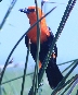 [Scarlet-headed Blackbird]