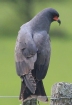 [Snail Kite]