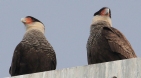 [Southern Caracara]