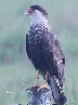 [Southern Caracara]